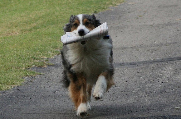dog fetching news