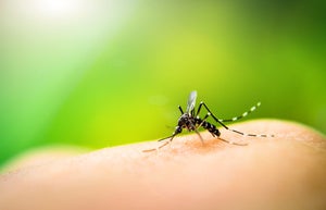 thinkstockphotos mosquito