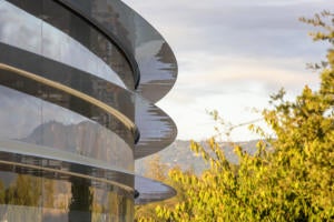 apple park trees